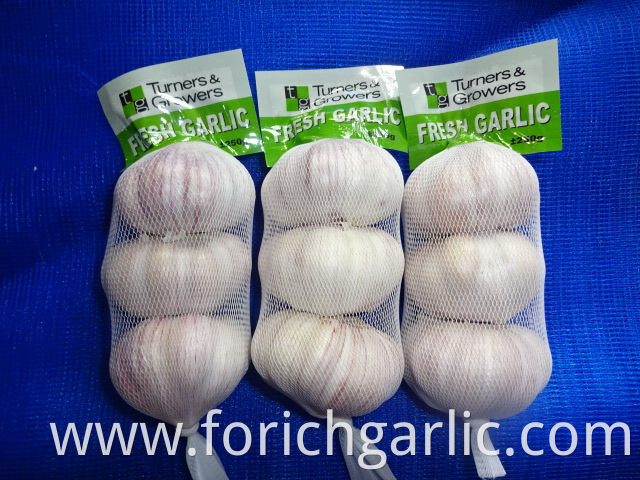 Normal White Garlic